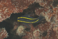 Yellowline Goby