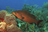 Yellowmouth Grouper