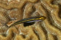 Yellownose Goby