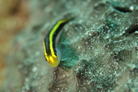 Yellownose Goby
