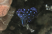 Yellowtail Damselfish, juvenile form