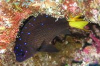 Yellowtail Damselfish, intermediate form