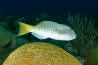 Yellowtail Parrotfish, terminal phase