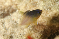 Yellowtail Reeffish