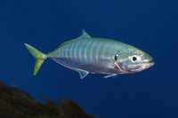 Yellowtail Scad