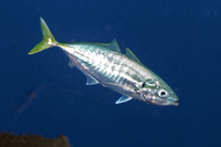 Yellowtail Scad