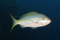 Yellowtail Snapper