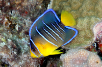 Blue Angelfish, Juvenile