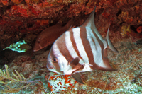 Atlantic Spadefish