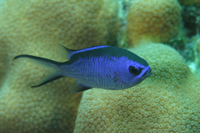 Blue Chromis