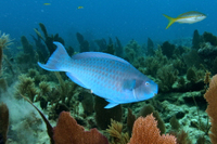 Blue Parrotfish