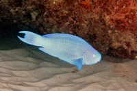 Blue Parrotfish