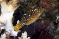 Blue Spotted Toby (AKA Solander's Toby), Juvenile