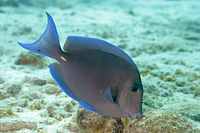 Blue Tang