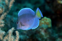 Blue Tang, intermediate form