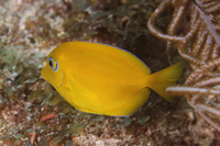 Blue Tang, Juvenile