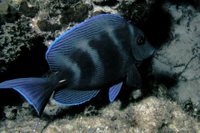 Blue Tang