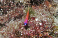 Bluebanded Goby