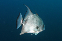 Atlantic Spadefish, faded variant