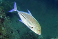 Bluefin Trevally (AKA Blue Spotted Jack)