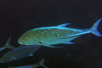 Bluefin Trevally (AKA Blue Spotted Jack)