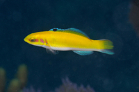 Bluehead, juvenile form