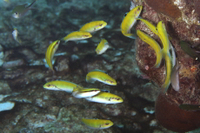 Bluehead, juvenile form