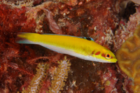 Bluehead, juvenile form