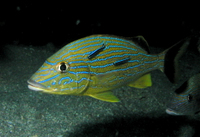 Bluestriped Grunt