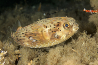 Balloonfish, AKA Longspine Porcupinefish