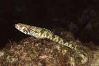 Bluestriped Lizardfish