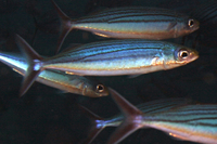 Boga