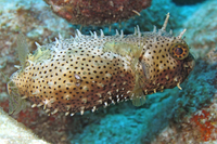 Bridled Burrfish