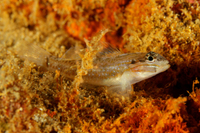 Bridled Goby