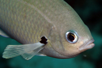 Brown Chromis