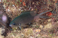 Brown Chromis