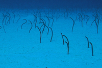 Brown Garden Eel