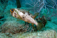 Balloonfish, AKA Longspine Porcupinefish