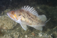 Brown Rockfish