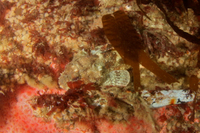 California Scorpionfish