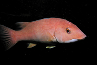 California Sheephead, Female