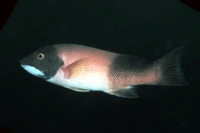 California Sheephead, Male