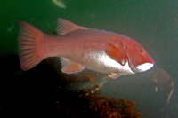 California Sheephead, Female