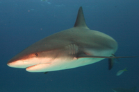 Caribbean Reef Shark