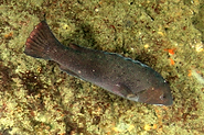 1.  Croaker?<br><br>La Jolla Cove near San Diego