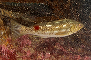 2.  Looks like a kelp bass, but not sure if the red spot is significant or designates a different species<br><br>La Jolla Cove near San Diego
