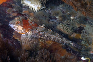 3. Sculpin?  Not sure about specific species<br><br>San Juan Islands in northwest Washington state